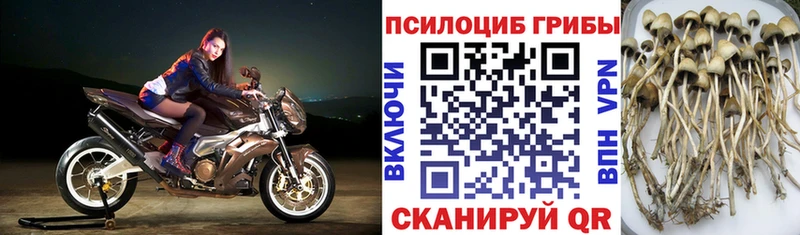 Купить закладки  Ессентуки  Галлюциногенные грибы прущие грибы 